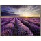 Lavender Sunrise by Anon 24-in. W x 18-in. H. Canvas Wall Art Print Framed in Grey